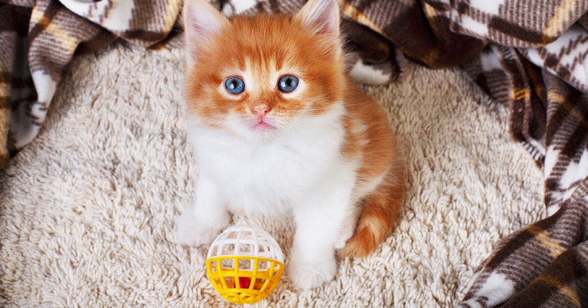 Como Enseñar A Un Gato A Traer La Pelota